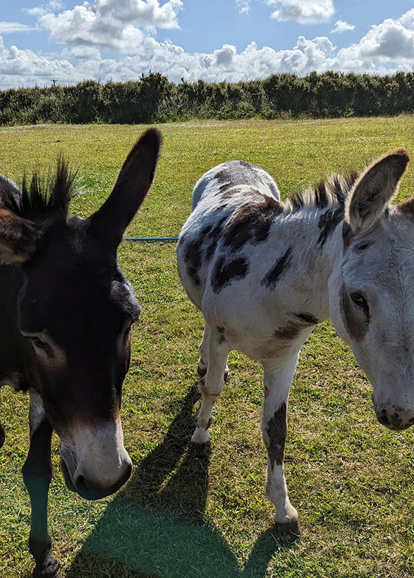 Coco & pops the donkeys Coco & pops the donkeys