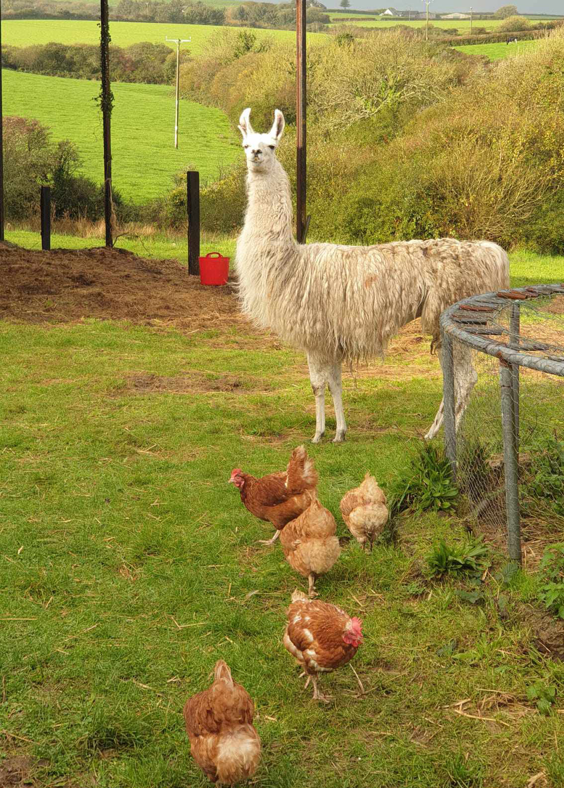 gabe-the-llama gabe-the-llama